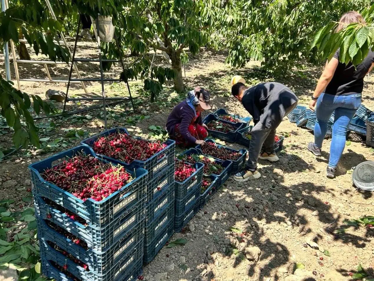 Eskişehir Mihalıççık Kirazındaki Verim Çiftçileri Güldürdü