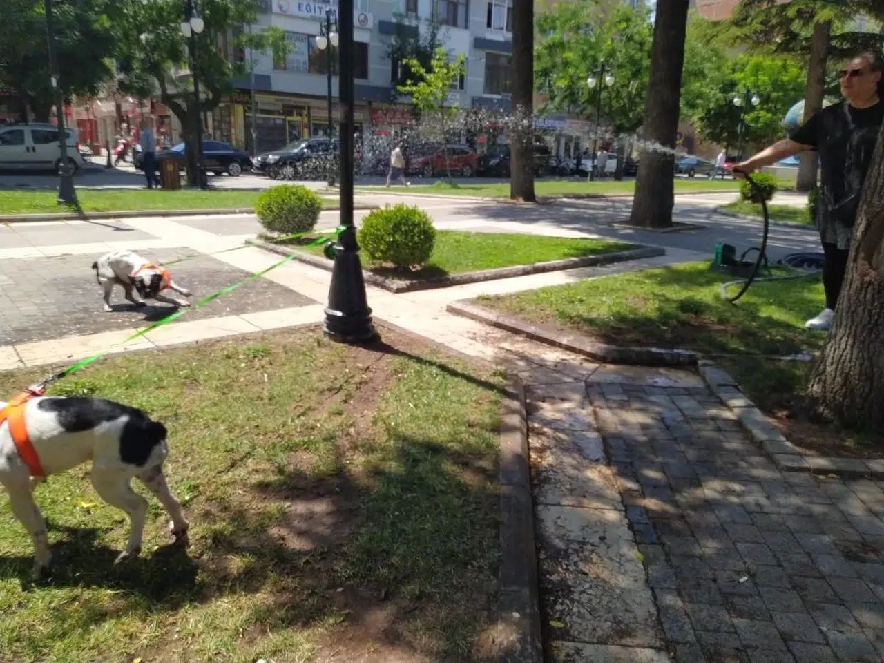 Eskişehir'de Çim Sulama Hortumuyla Serinleyen Köpekler