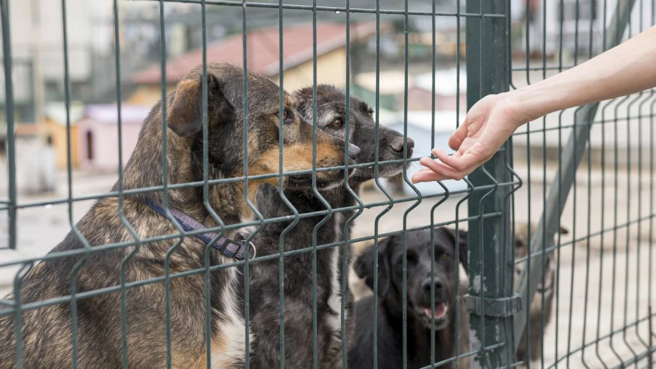 Eskişehir Köpek Sahiplendirme Organizasyonunda Türkiye'nin Tüm İlçelerine Örnek Oldu!