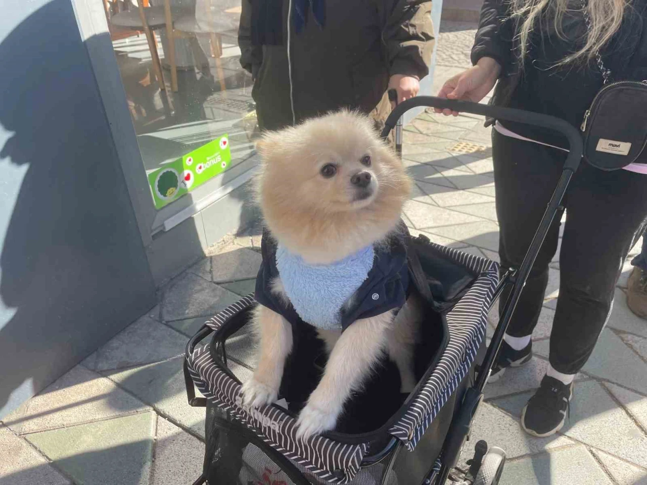 Köpeğini Bebek Gibi Gezdirme Arabasında Gezdiriyor