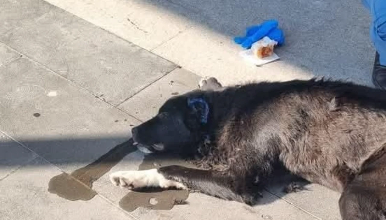 Eskişehir'de Sokak Köpeğine Vahşet: Hayvanseverlerden Adalet Çağrısı