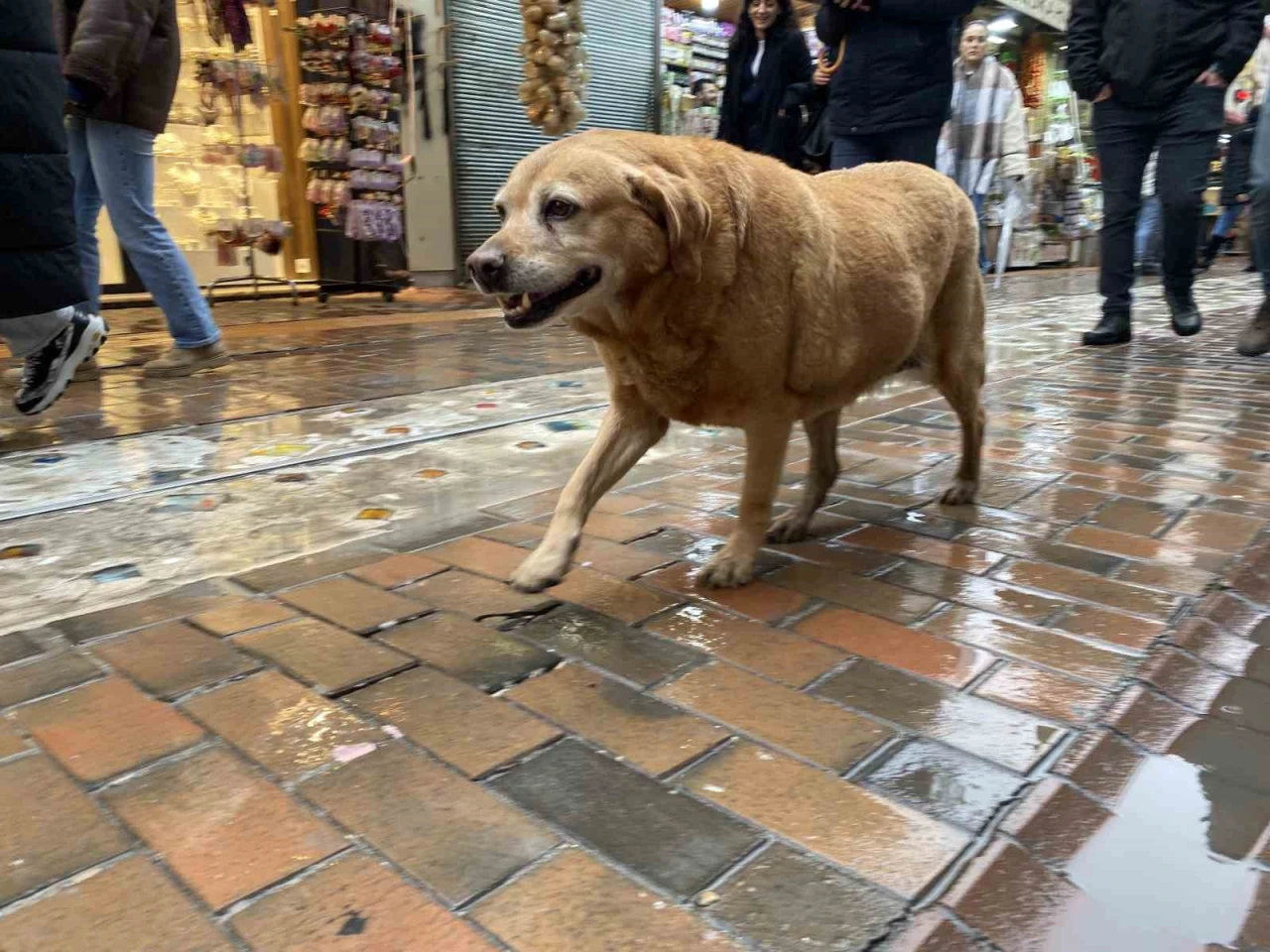 Bu Köpekler Her Etkinlikte Var