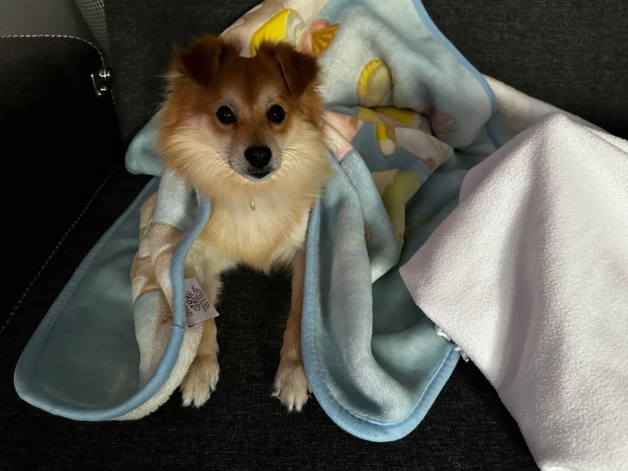 50 BİN LİRA ÖDÜL: BURSA'DA KAYIP KÖPEK "PABLO" ARANIYOR!