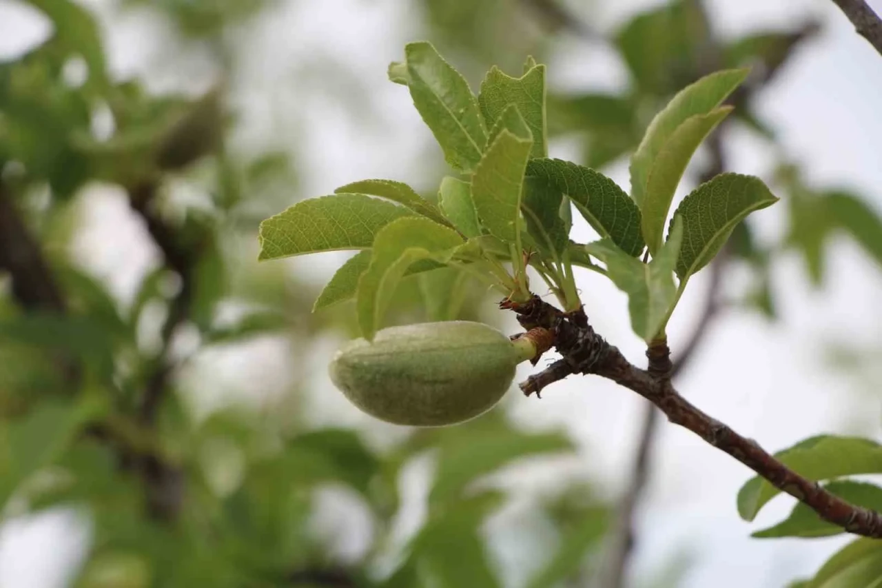 Eskişehir’de zirai dondan zarar gören çiftçilere milyonluk destek
