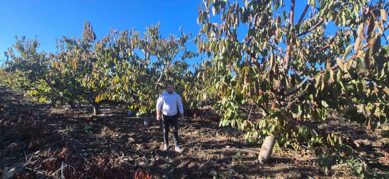 Zirai don desteği alan kiraz üreticisi devlete teşekkür etti