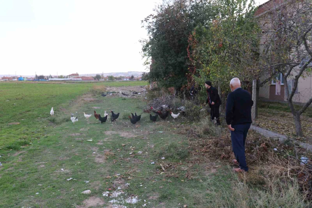 Mahalleli tavuklarını köpeklerden korumak için çobanlık yapıyor