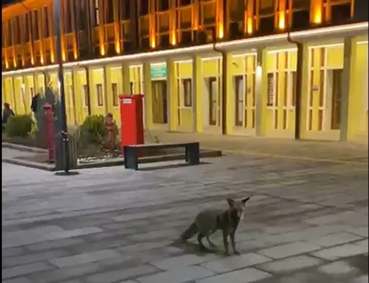 Eskişehir Garının Yeni Misafiri Tilki