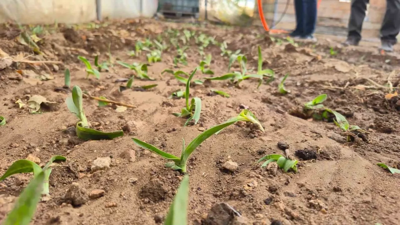 Kadın Üreticilere Salep Fidesi Desteği