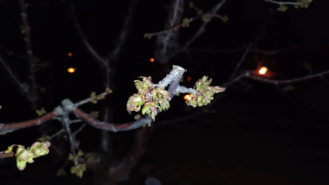 Eskişehir’de Zirai Don Alarmı! Gece Sıcaklıkları Sıfırın Altına Düşecek