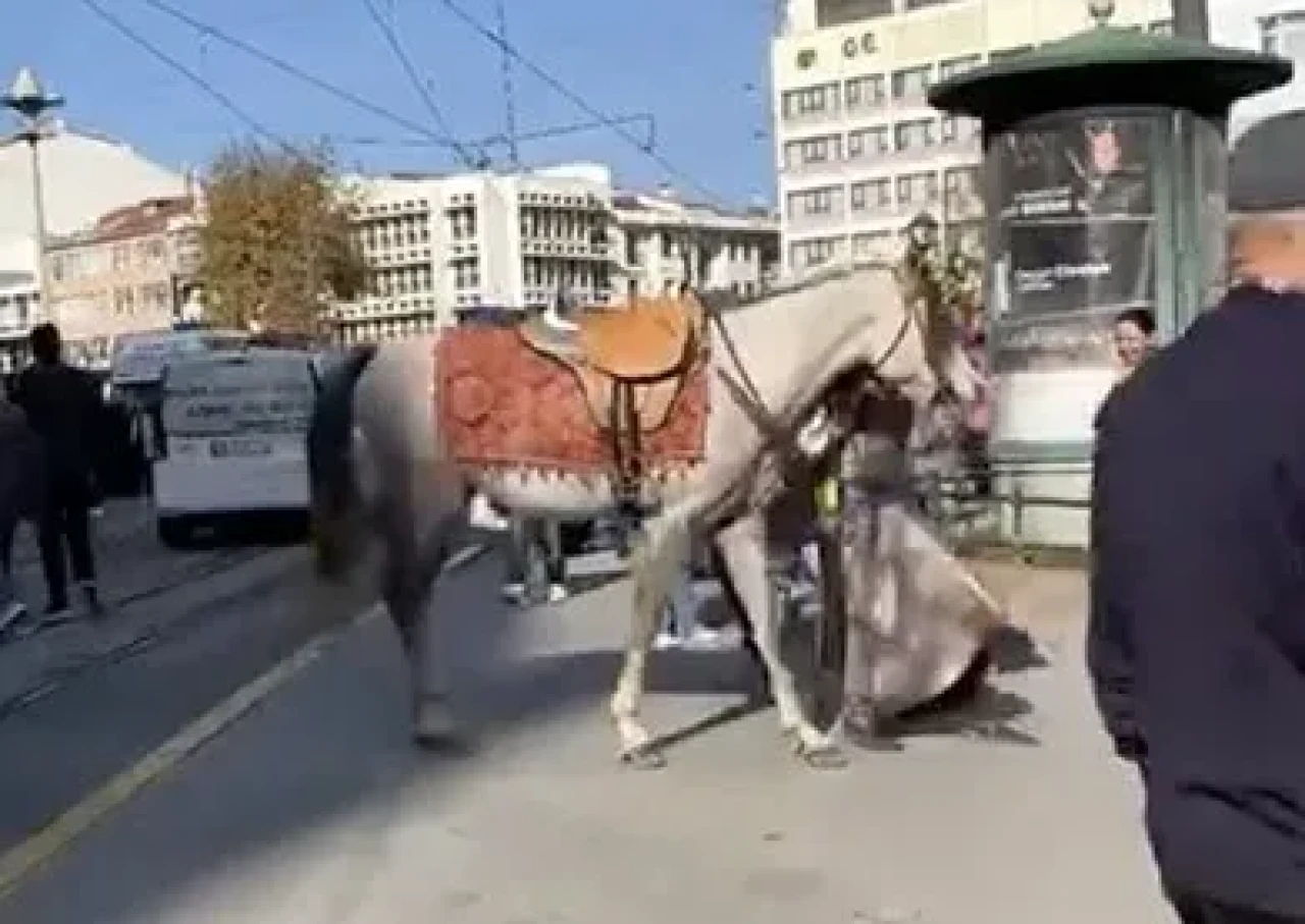 Şehir Merkezinde Gezdirilen Atlar Vatandaşların Dikkatini Çekti