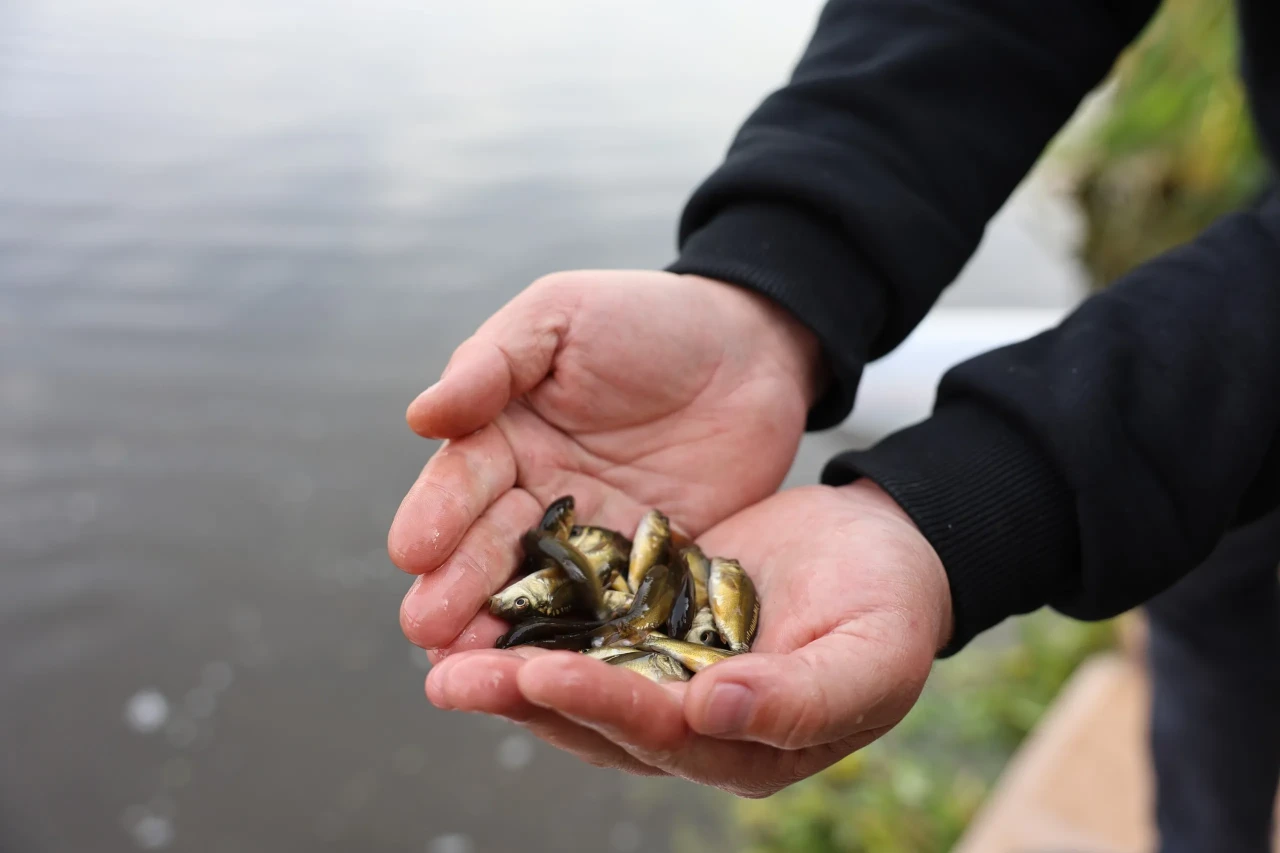 Eskişehir’de Porsuk Çayı’na 5 Bin Sazan Salındı