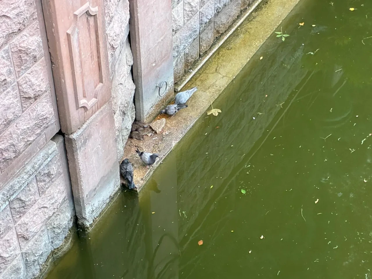 Fareler ve Güvercinler Porsuk Kenarında Yemeklerini Paylaştı