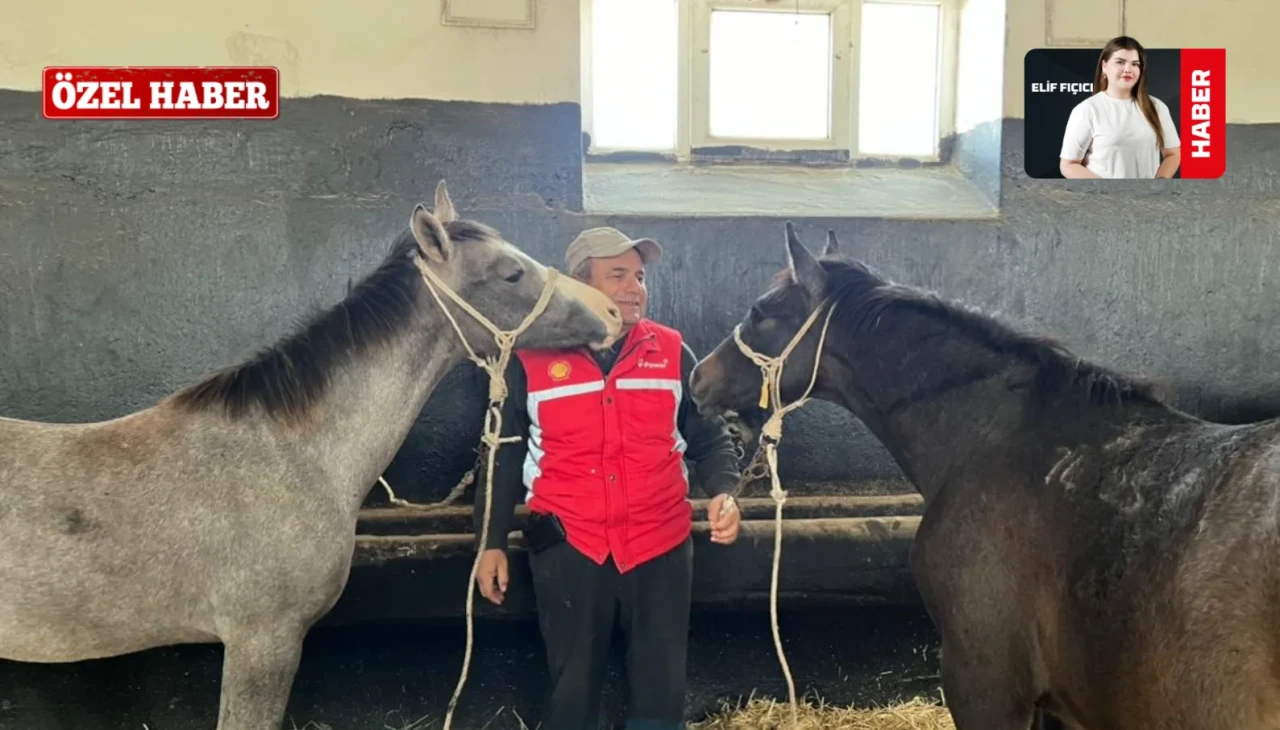 210 Yıllık Miras: Mahmudiye’de Safkan Arap Atı Yetiştiriciliği Bilimsel Metotlarla Sürdürülüyor