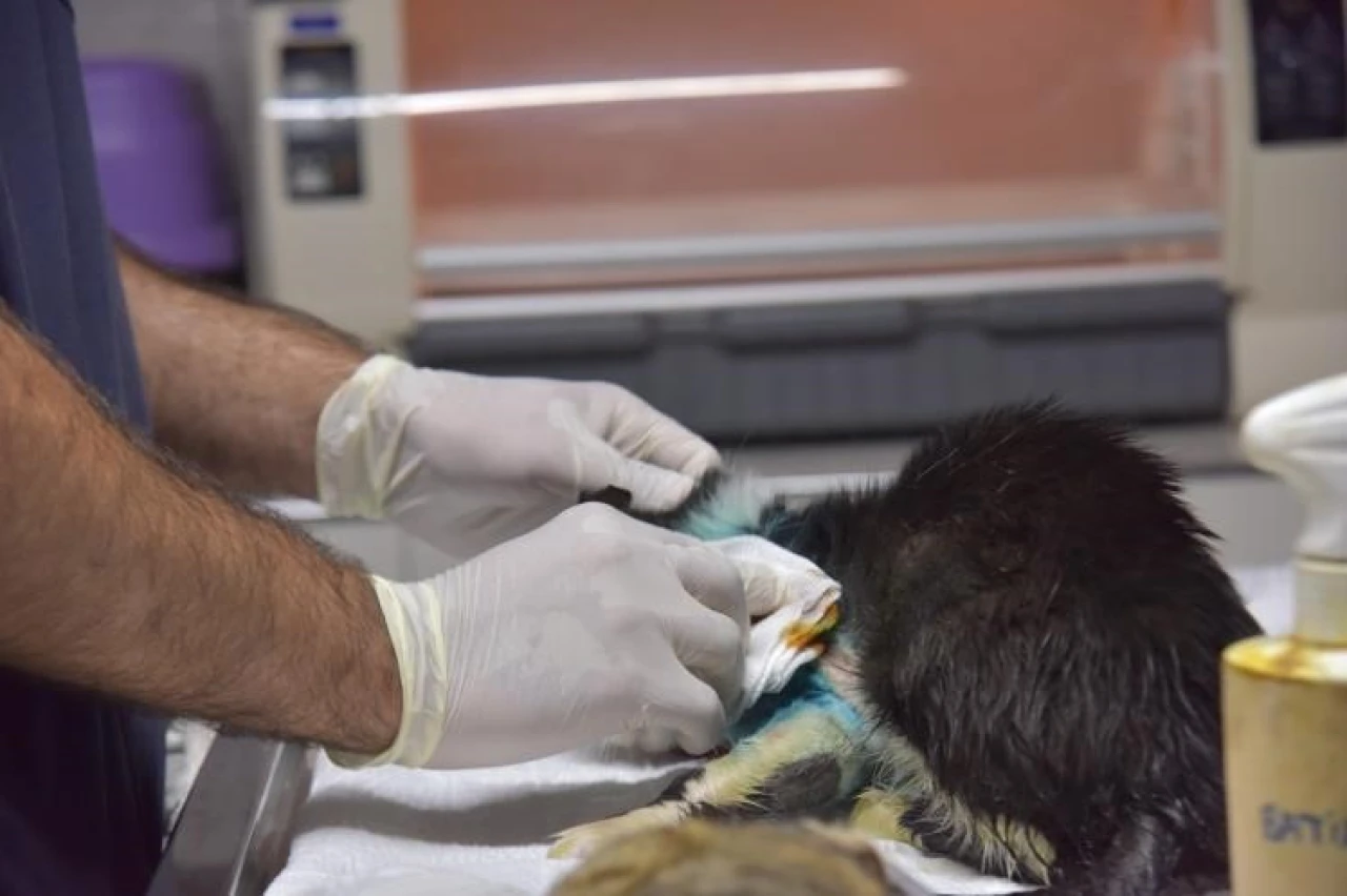 Kırık patili sokak kedisi 2 saatlik operasyonla sağlığına kavuştu