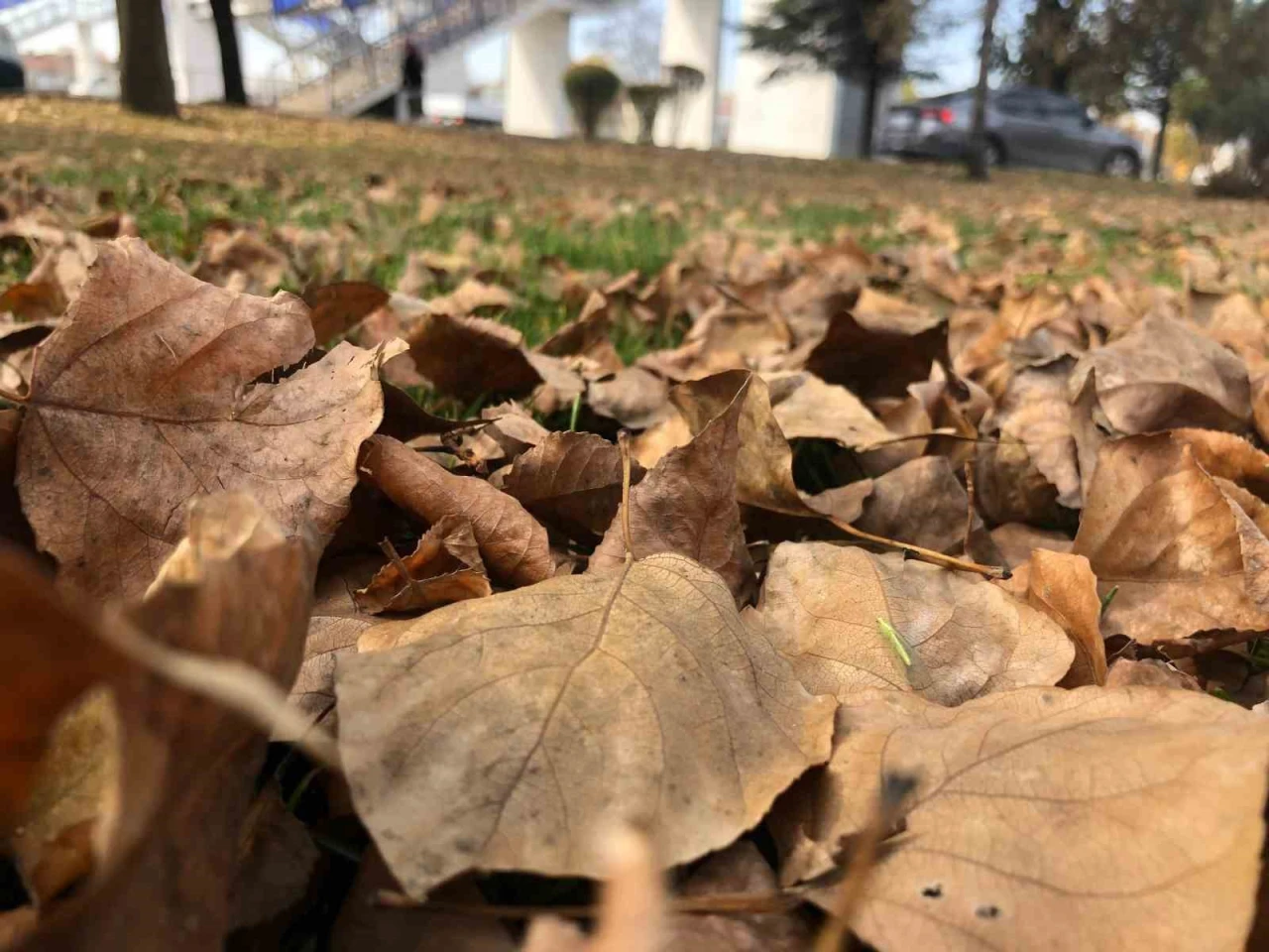 Dökülen yapraklar Eskişehir’de kartpostallık manzaralar oluşturdu