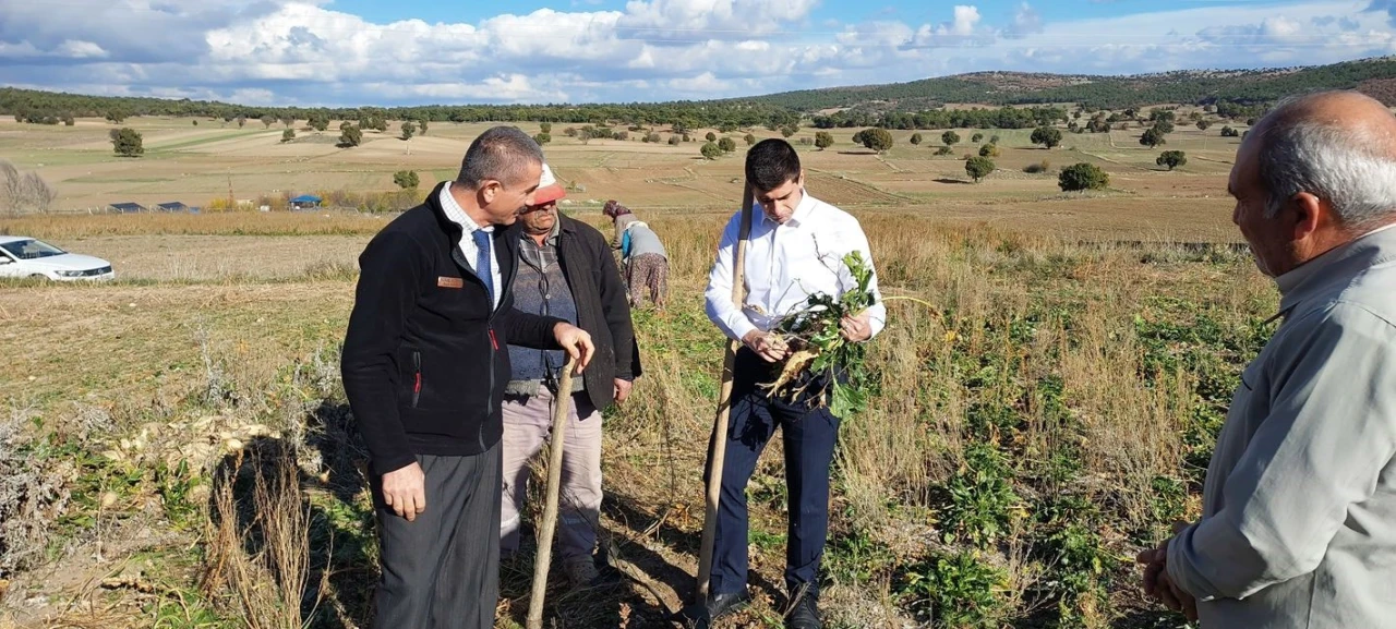 Kaymakam Alperen Teltik şeker pancarı tarlasında