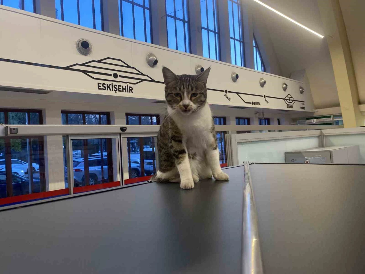 Eskişehir Tren İstasyonu’nun sevimli müdavimleri: Kediler ilgi odağı oldu