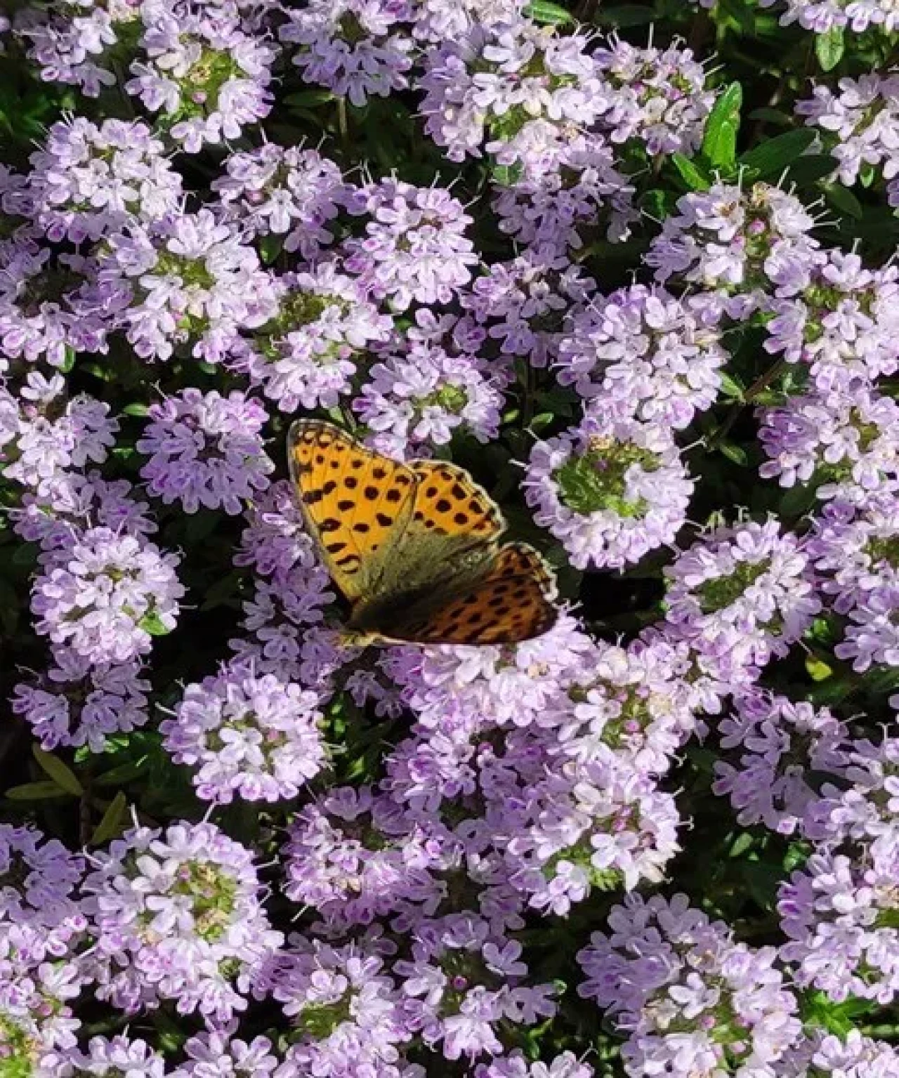 Eskişehir, Türkiye’nin En Zengin Tıbbi Aromatik Merkezi Oldu