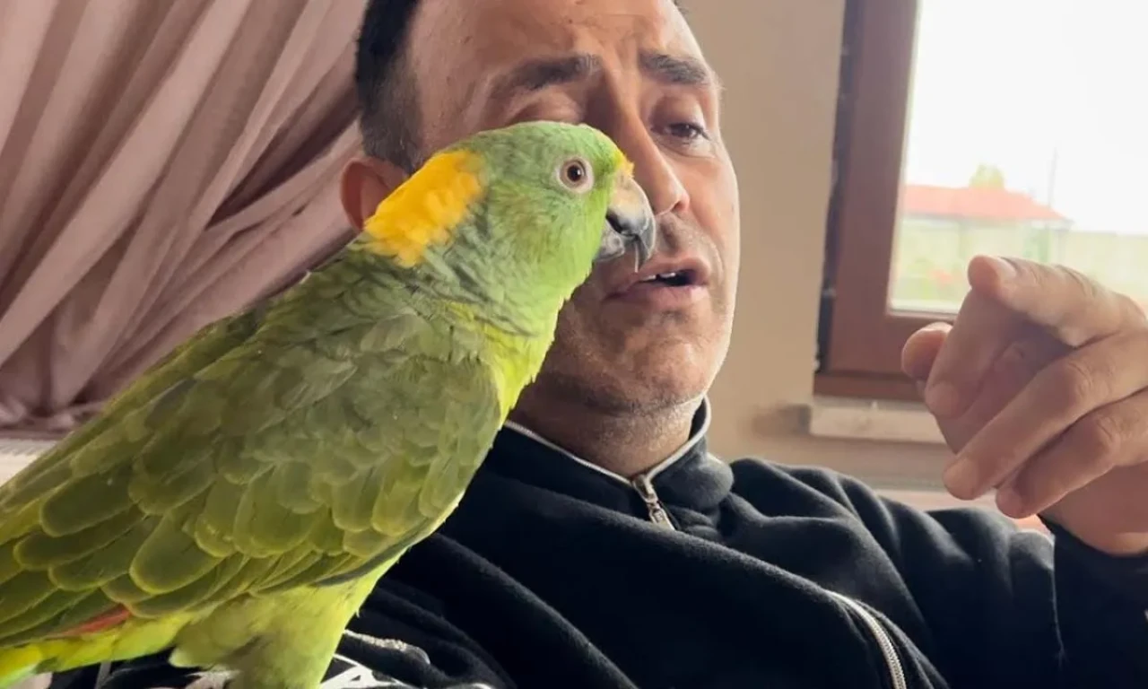 Papağan Memo Öldü mü Neden Öldü Son Dakika Gülen Papağan Memo Yaşıyor mu?