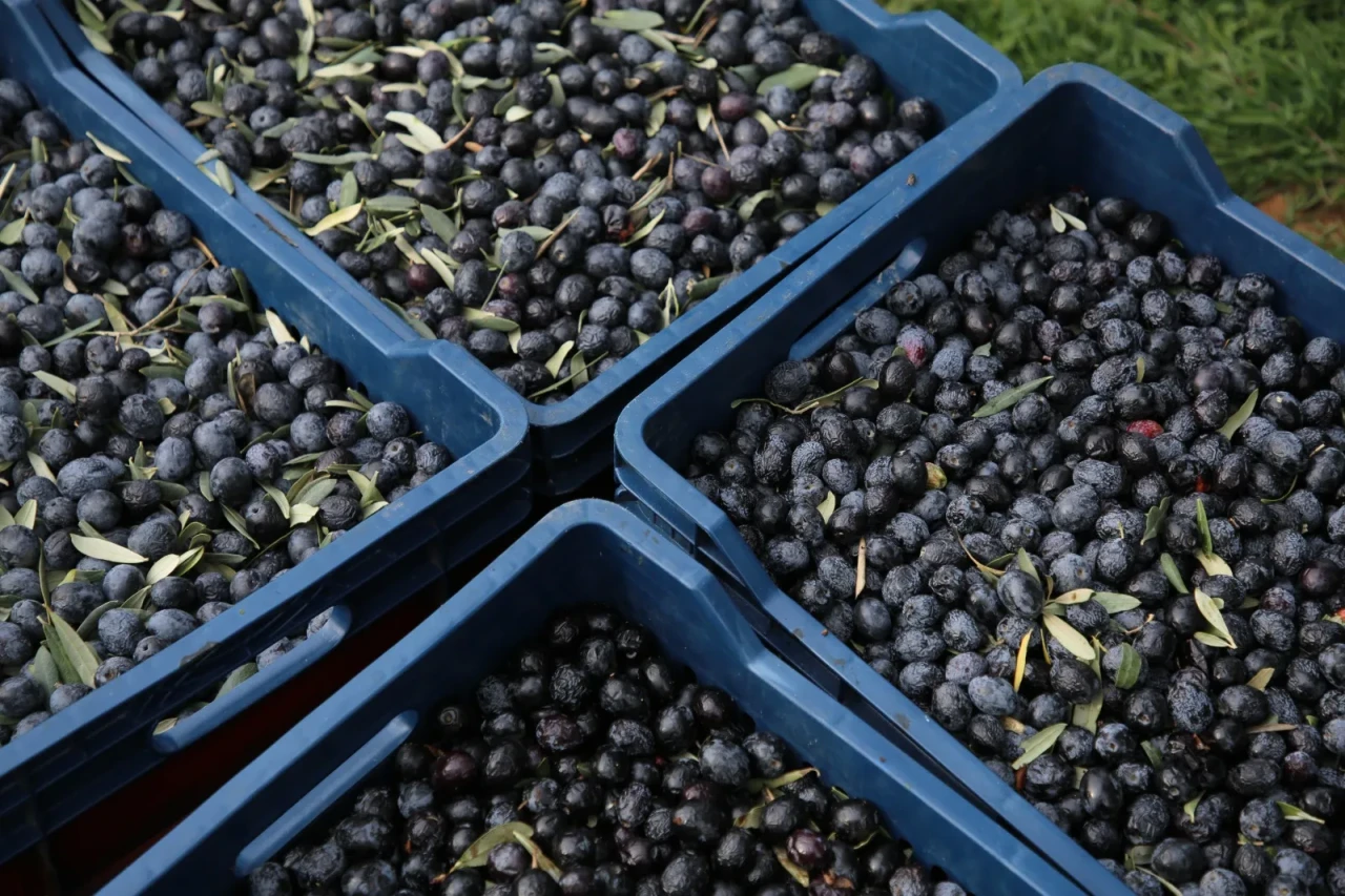 Gençler Zeytin Hasadına Katıldı: Dalından Sofraya Uzanan Yolculuğu Eskişehir’de Deneyimlediler