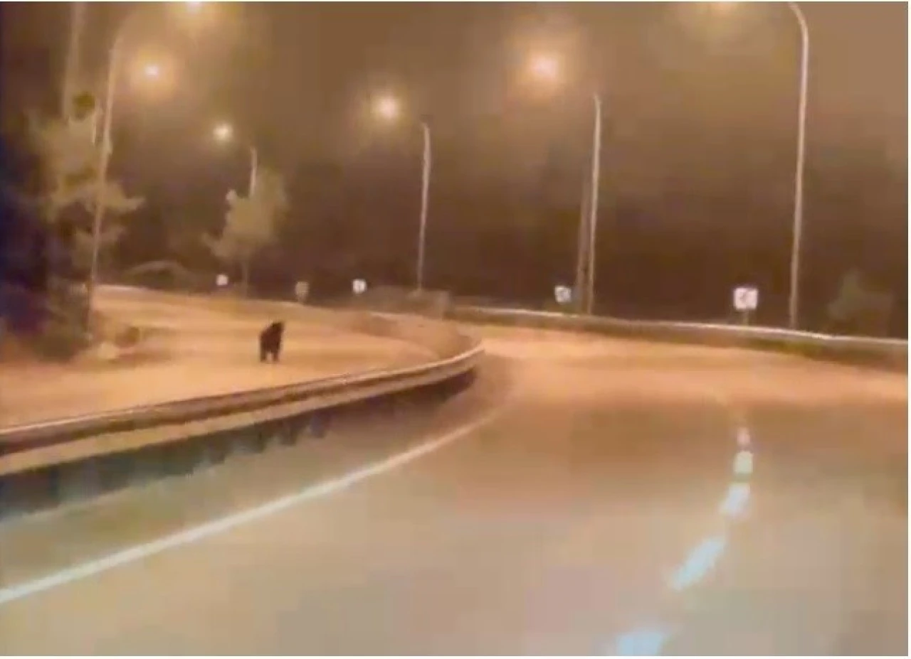 Bilecik’te Ayı Ana Yola İndi, O Anlar Kamerada