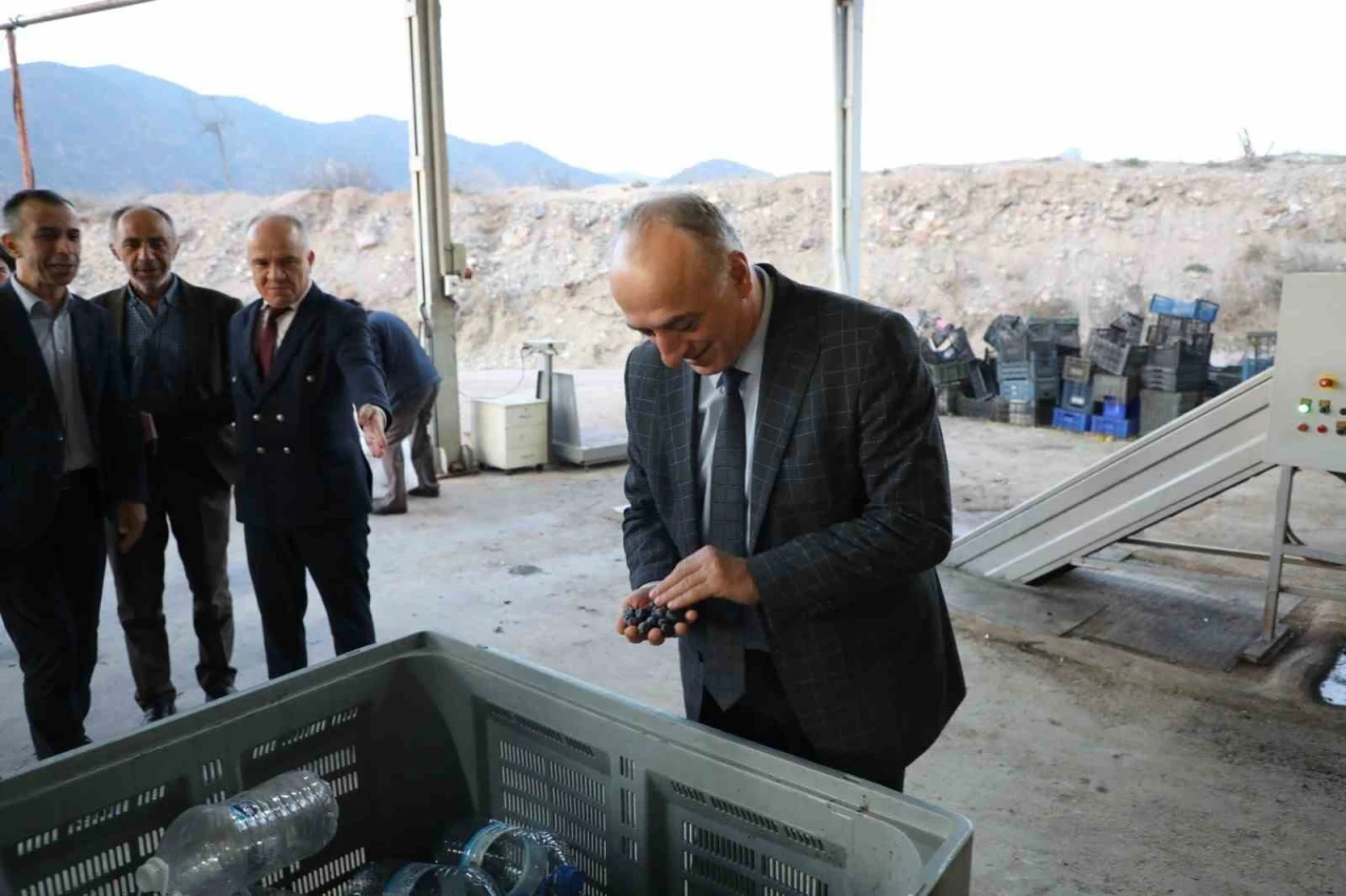 Sarıcakaya’da zeytin üretimi hızla büyüyor