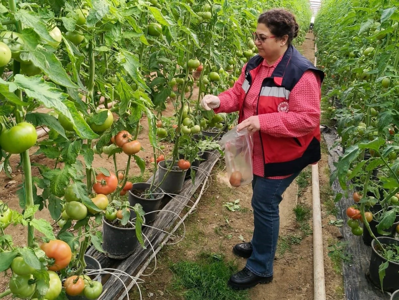 Kütahya’da domates seralarında hasat öncesi pestisit denetimi yapıldı