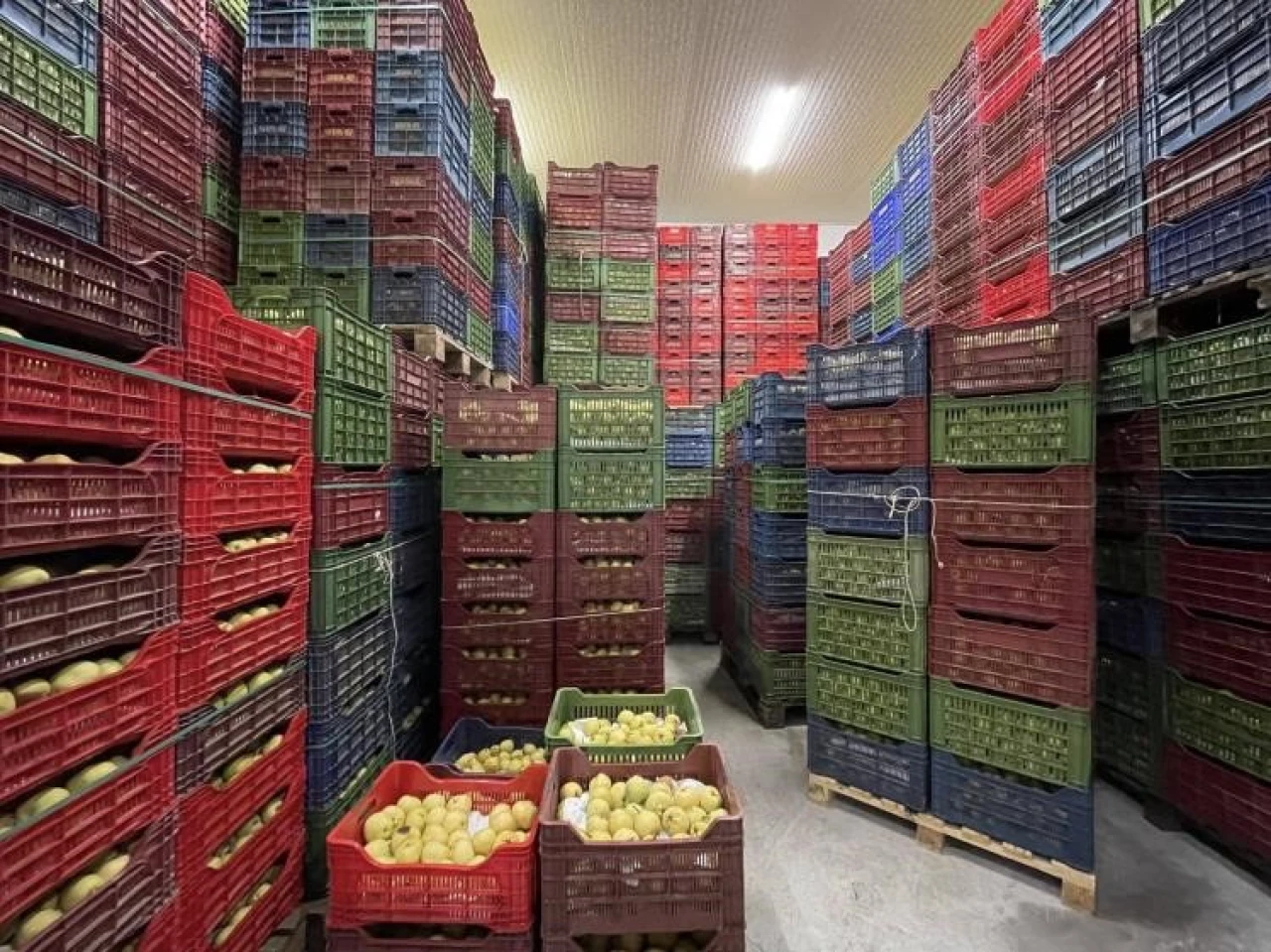 Osmaneli’nde Soğuk Hava Deposu Tam Kapasite Hizmet Veriyor