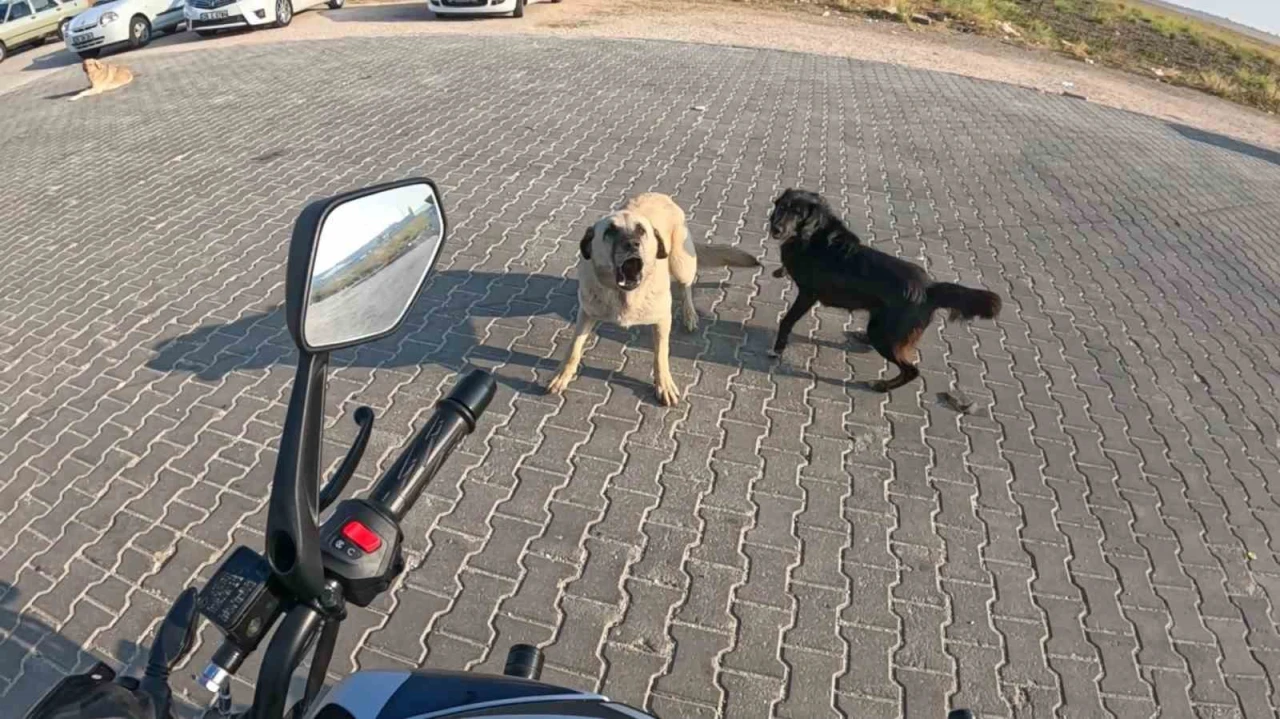 Eskişehir'de Motosiklet Sürücüsü Başıboş Köpeklerin Saldırısından Kaçtı!