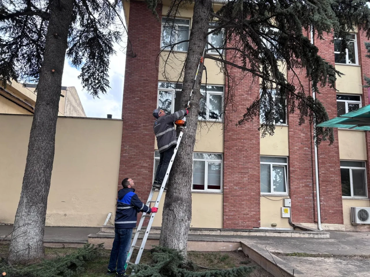 Anadolu Üniversitesi’nde Ağaç Budama Çalışmaları Başladı