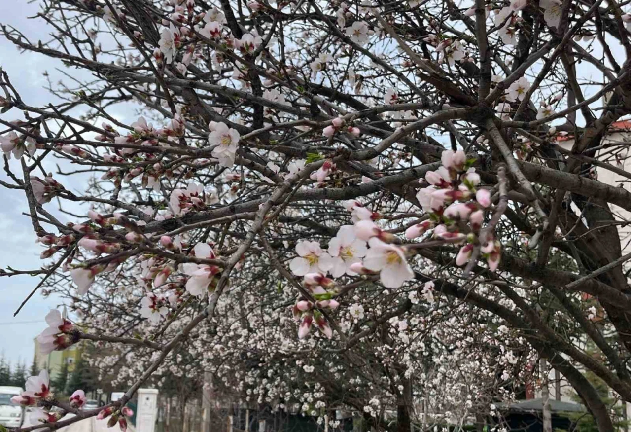 Eskişehir'de Meyve Ağaçları Çiçek Açtı