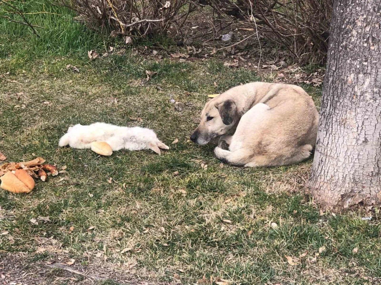 Eskişehir'de vefalı köpek ölen dostunu yalnız bırakmadı