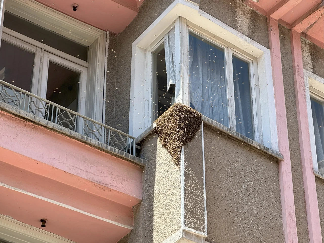 Eskişehir'de apartmanı basan arılar, mahallede paniğe yol açtı