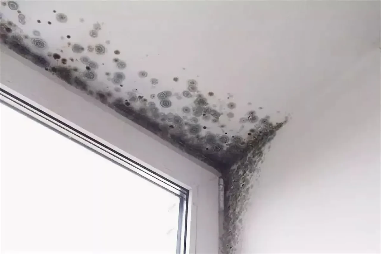 Banyo Tavanındaki Nem ve Küfü Önlemenin 3 Pratik Yöntemi