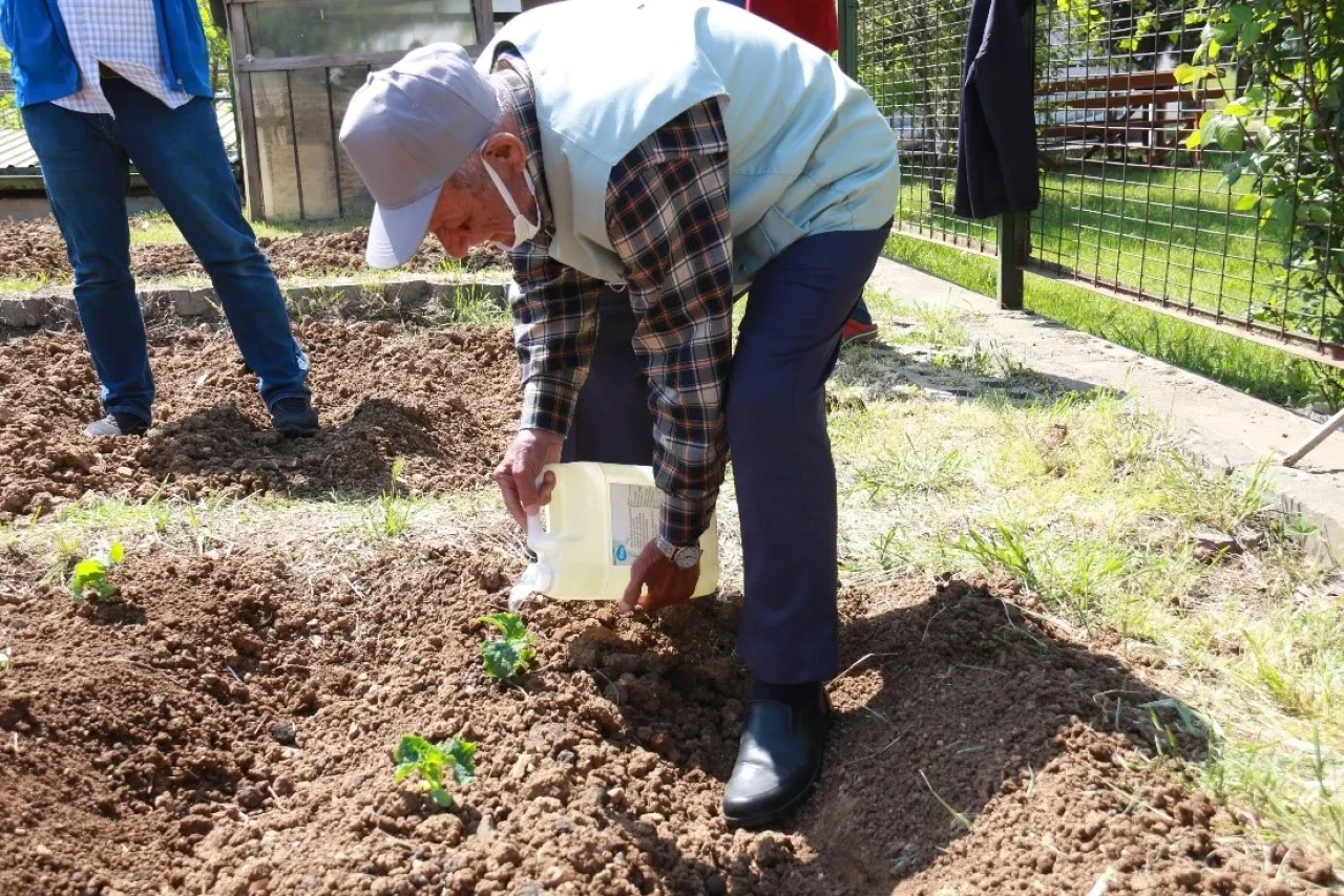 İstanbullular Halk Bostanlarını Sevdi: En Çok Domates ve Biber Yetiştirildi