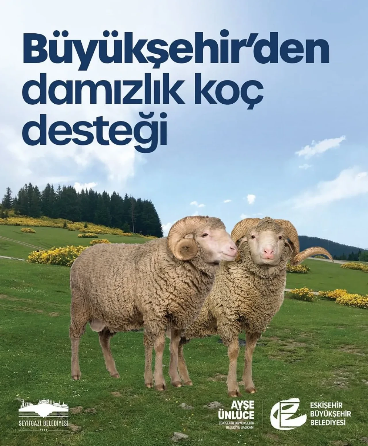 Seyitgazi ve Alpu’da Çiftçilere Damızlık Koç Desteği Başladı!