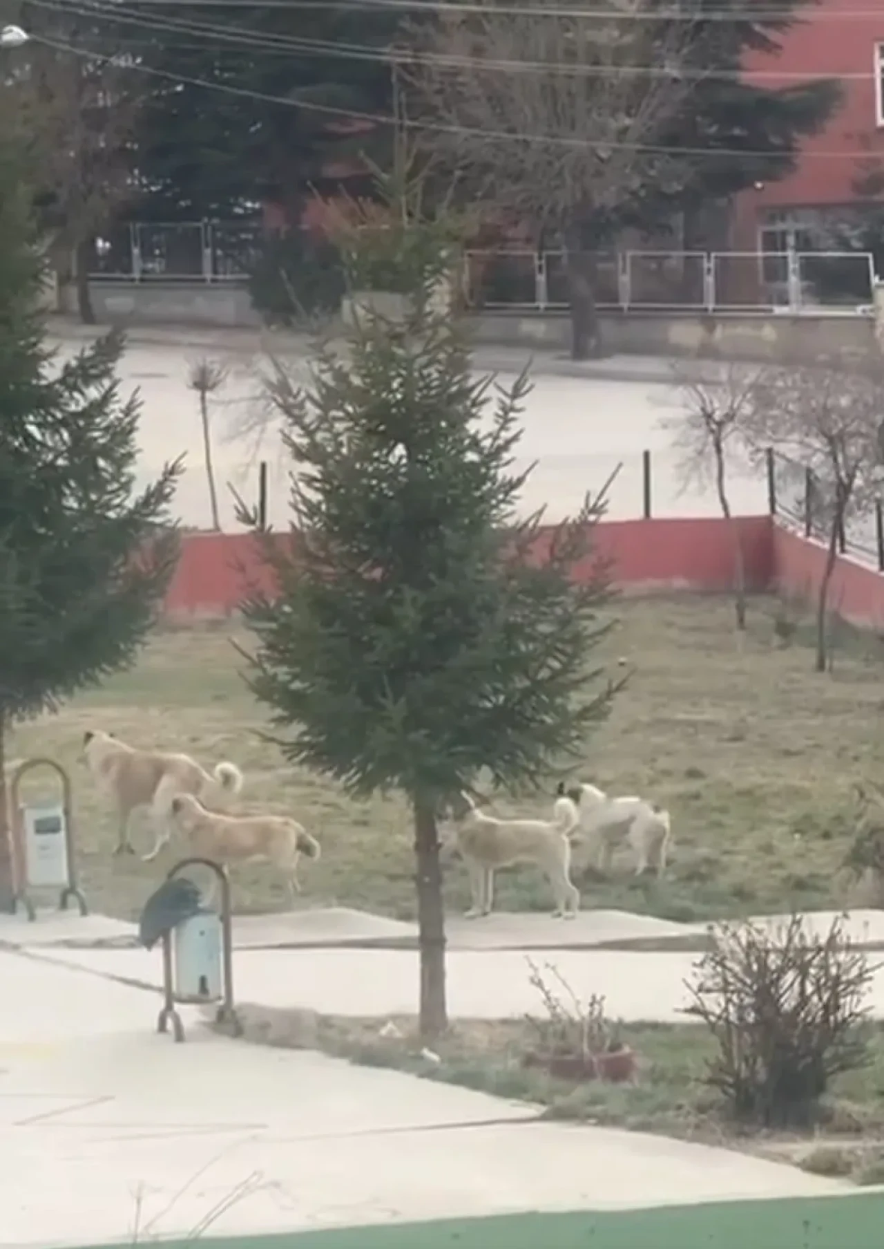 Seyitgazi’de Başıboş Köpek Tehlikesi: Anaokulu Bahçesine Kadar Girdiler!