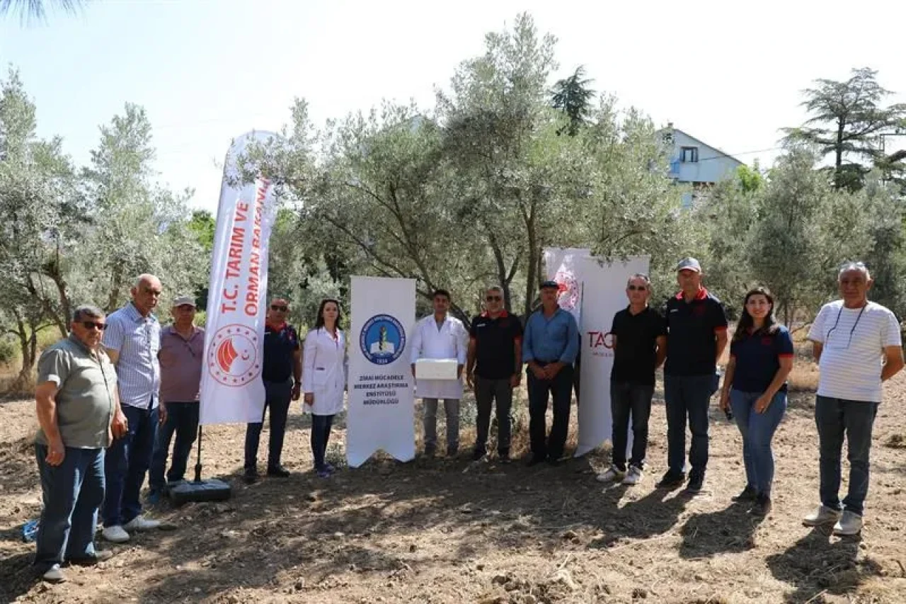 Eskişehir’de Kahverengi Kokarca’ya Karşı Samuray Arısı ile Biyolojik Mücadele