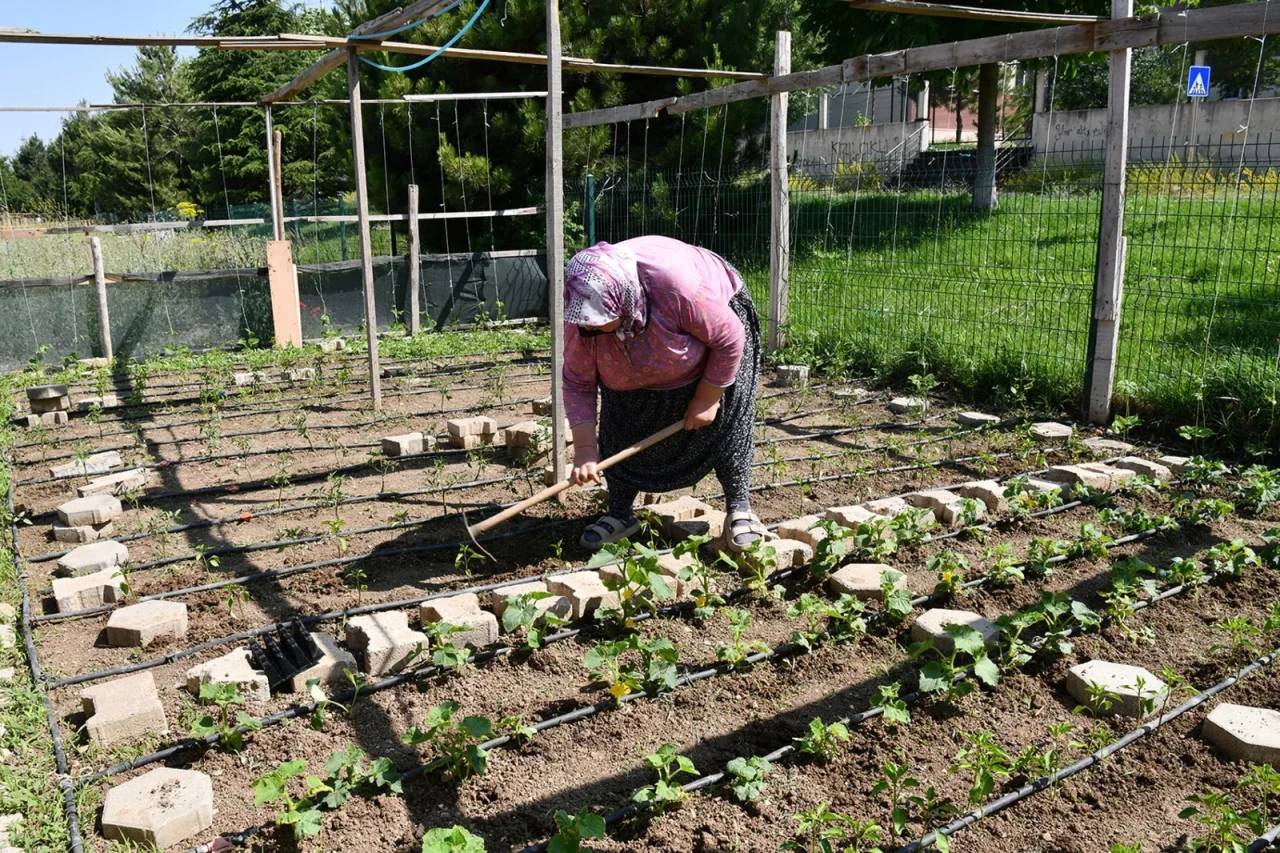 Tepebaşı’nda vatandaşlar gönüllü bahçelerde hem üretiyor hem stres atıyor