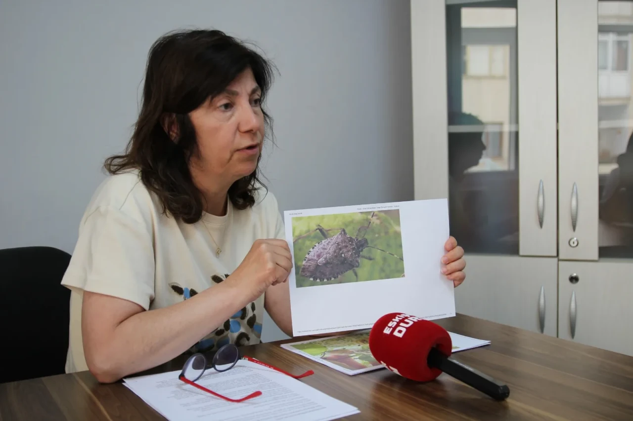 Eskişehir'de kahverengi kokarca tarımı vurdu