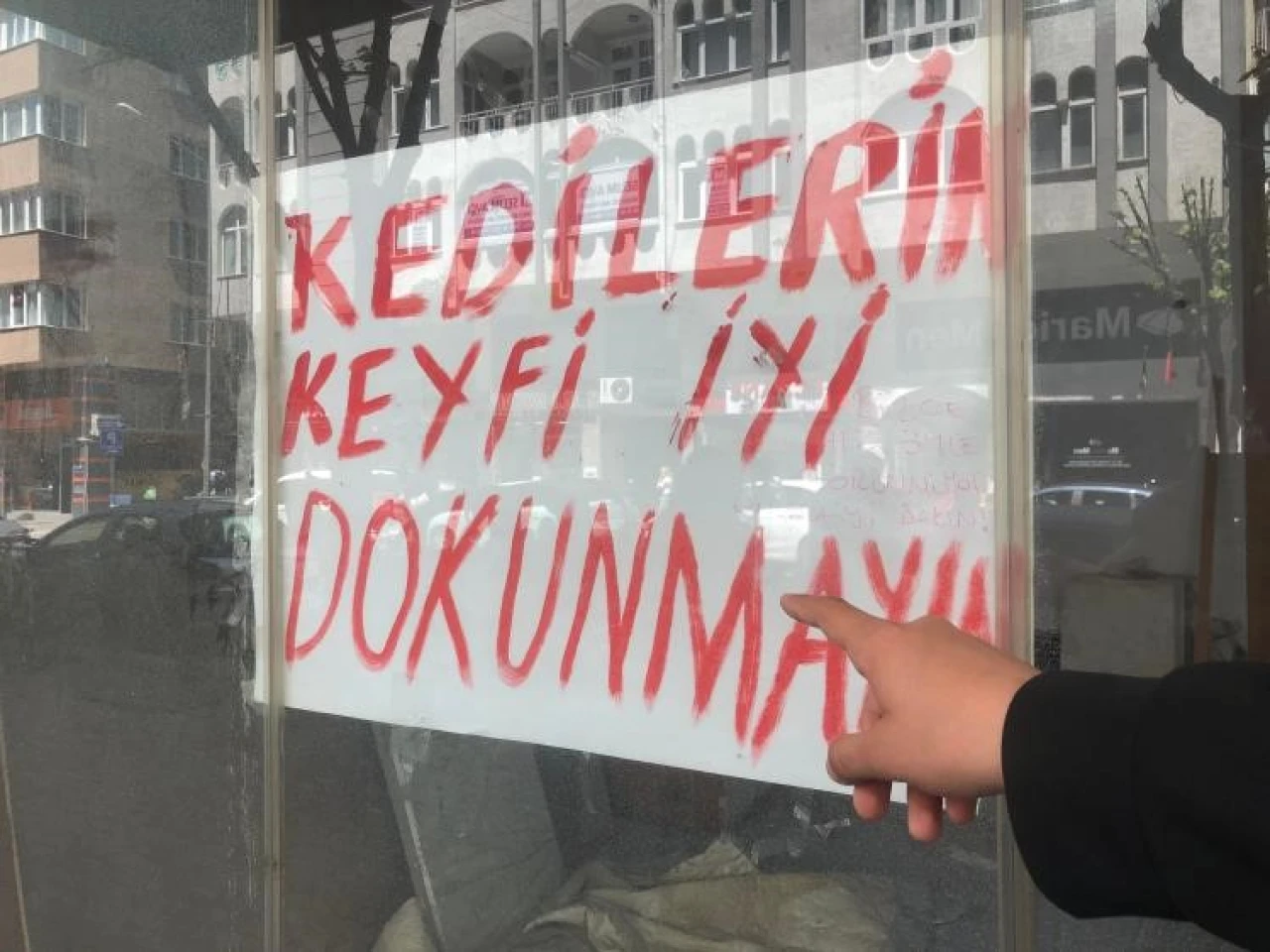 Boş dükkandaki kediler için ilginç not savaşları başladı