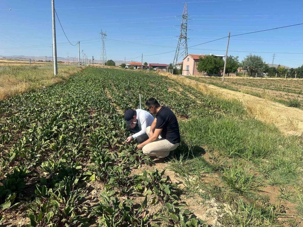 Salatalık ve Pancarda Verim İçin Tarla Tarla Hastalık Denetimi