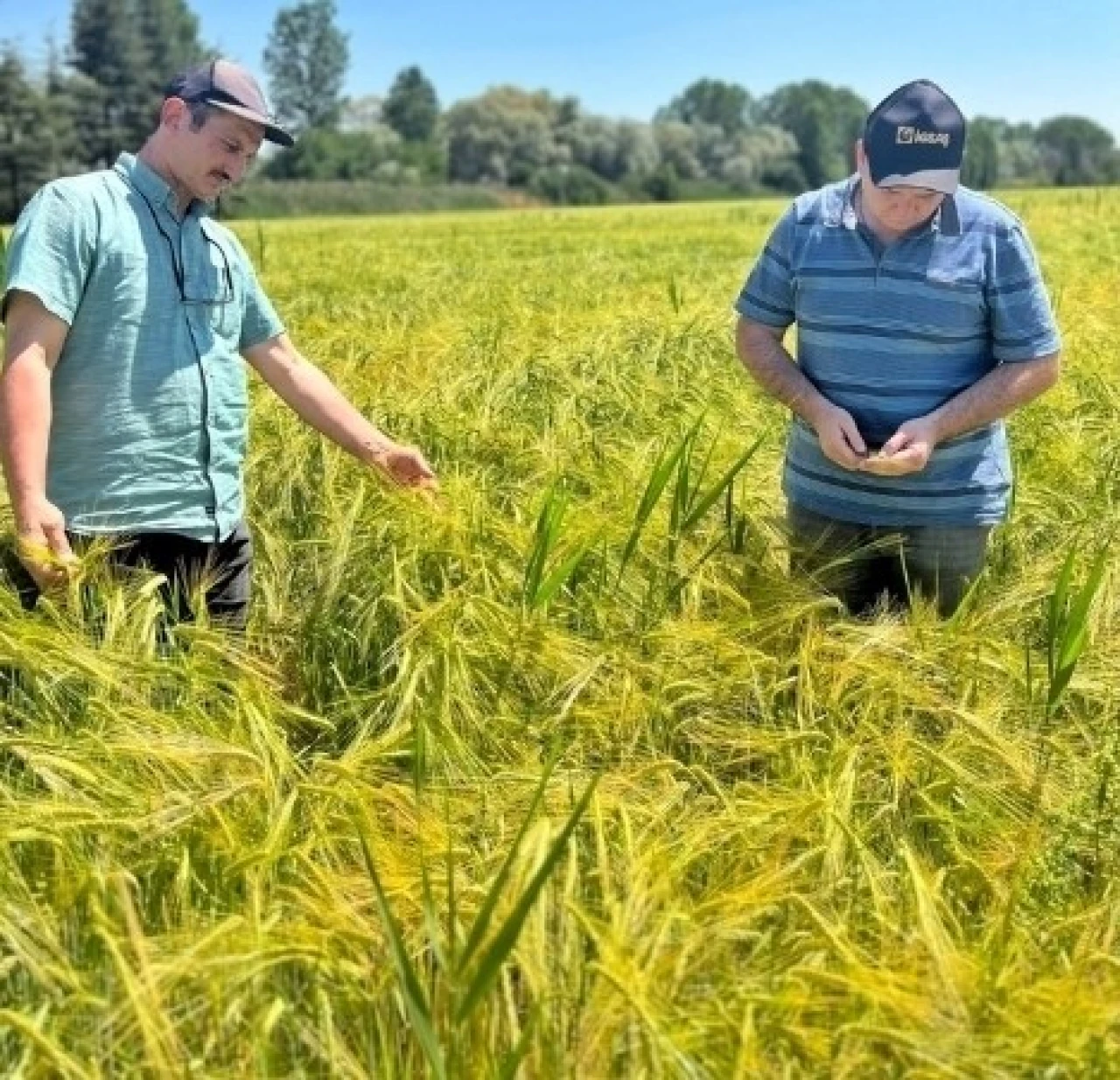 Kütahya'da Verimli Arpa İçin Tarla Taraması Başladı