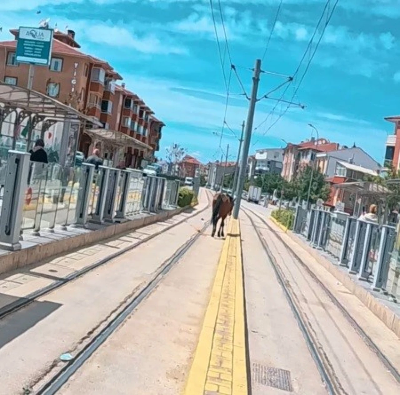 Eskişehir'de tramvay raylarında gezen başıboş at şaşkınlık yarattı