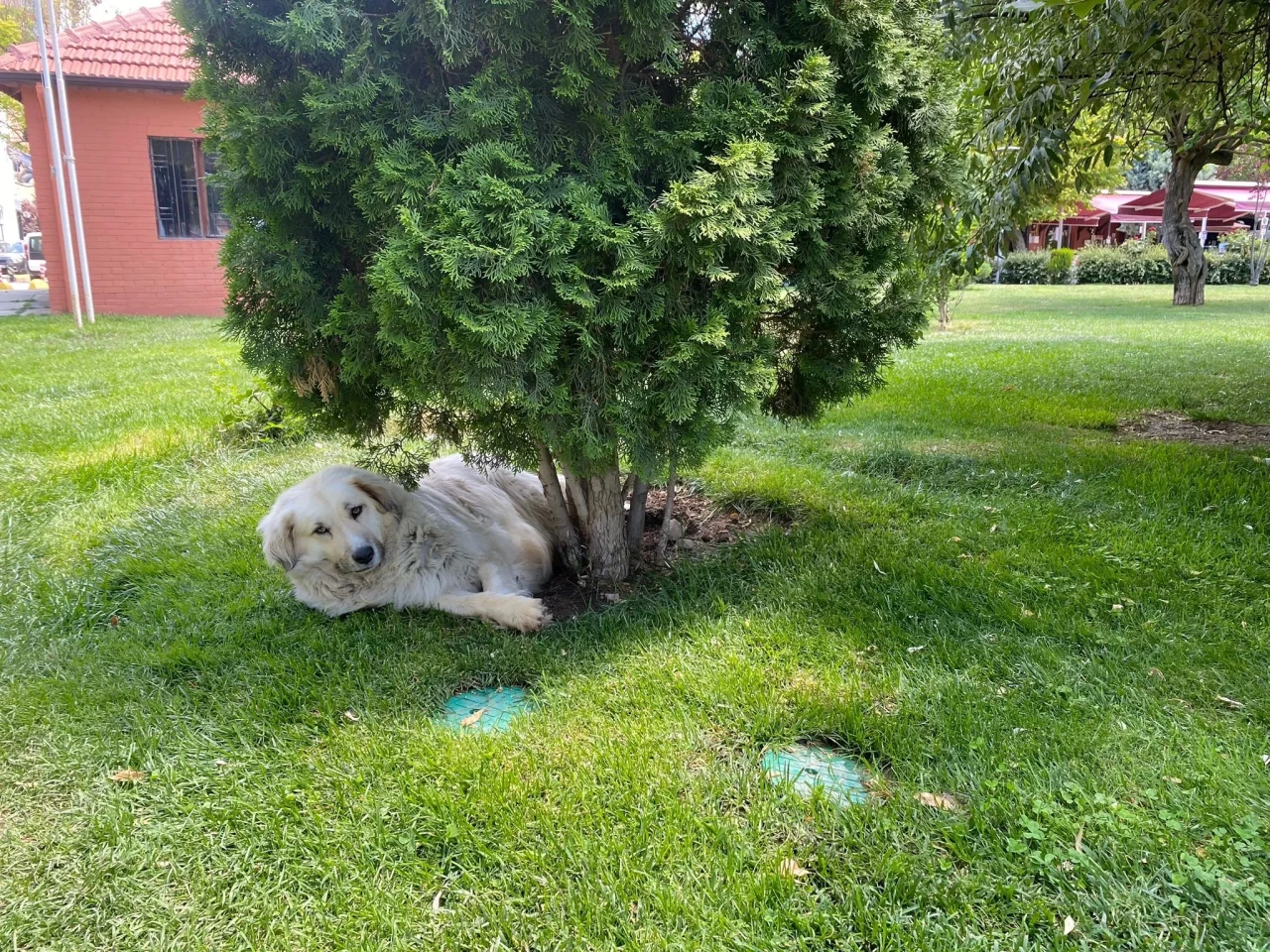 Gölgeliklere Sığındılar