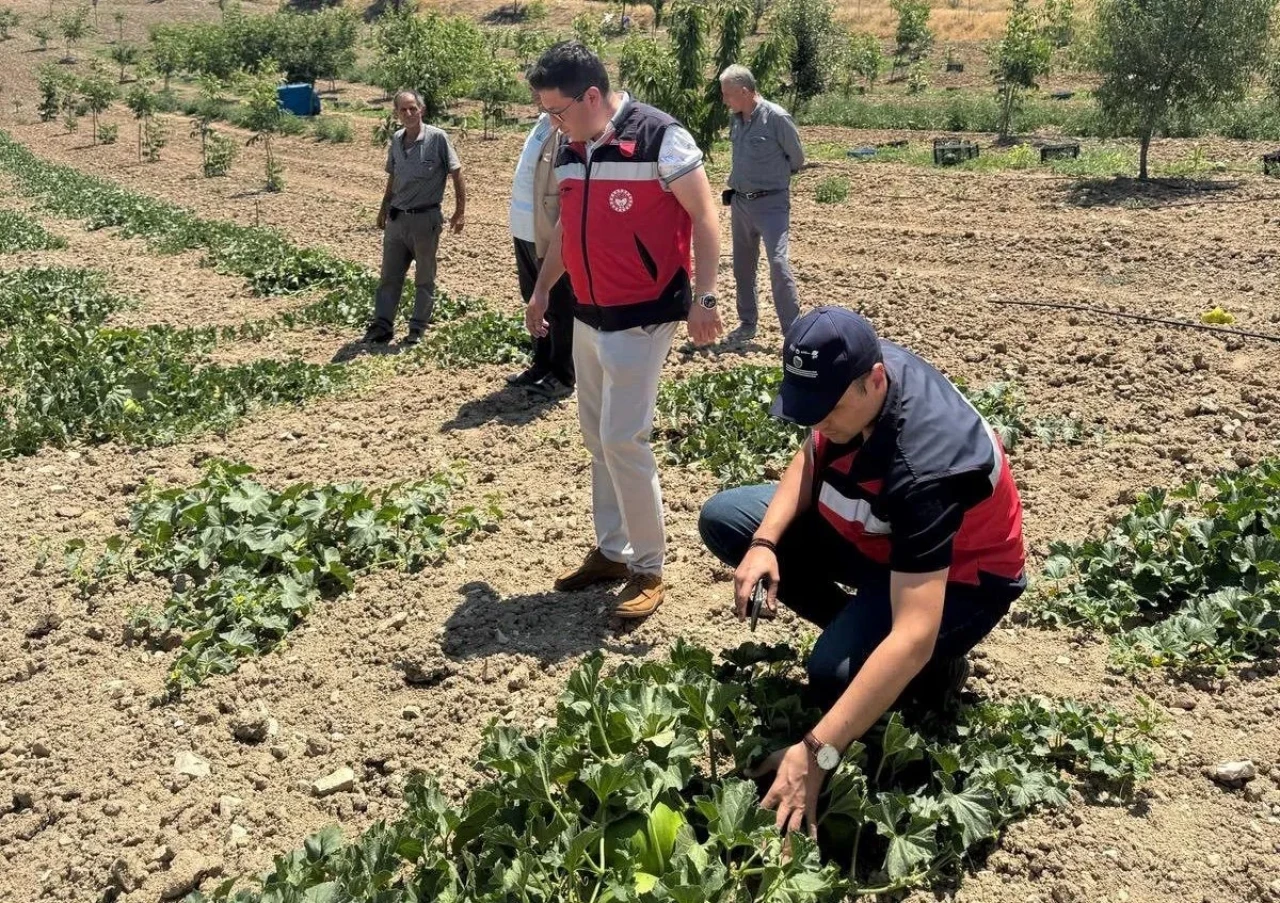 Göncek Kavunu İçin Organik Üretim Hamlesi