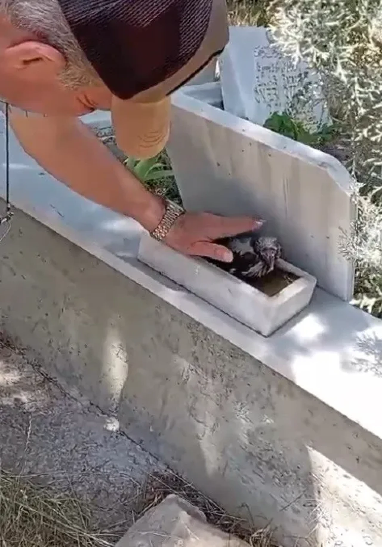 Tavşanlı’da Mezarlıkta Kendini Sevdiren Karga Görenleri Şaşırttı
