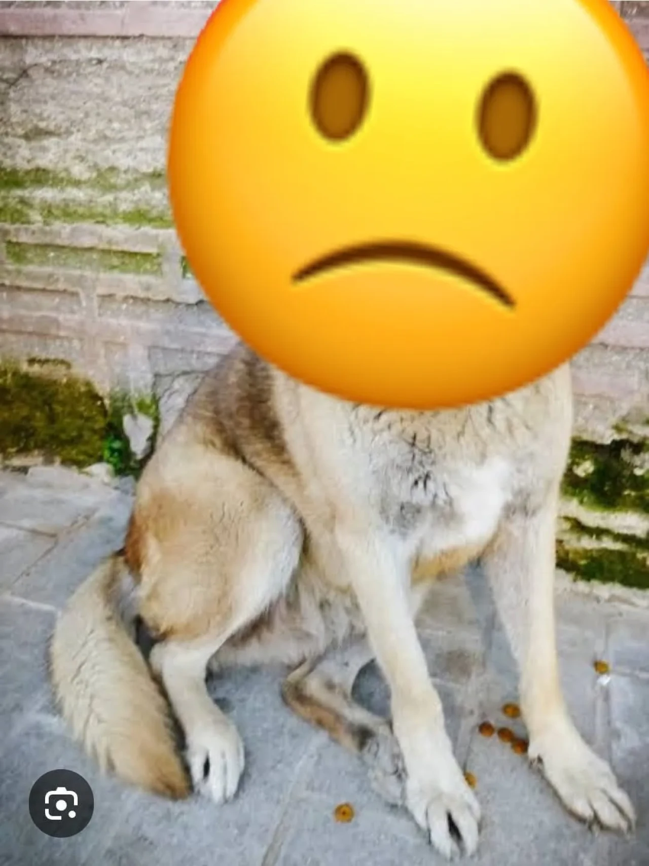 Eskişehir’de akılalmaz olay: Aydın Arat Parkı’nda köpeğe tecavüz!