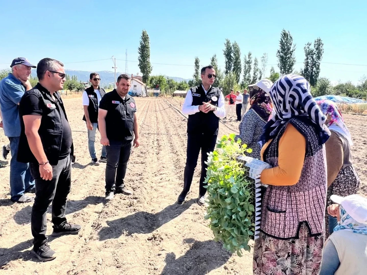 Taşoluk'ta Brokoli Üretimi Başladı: 862 Bin Fide Toprakla Buluştu