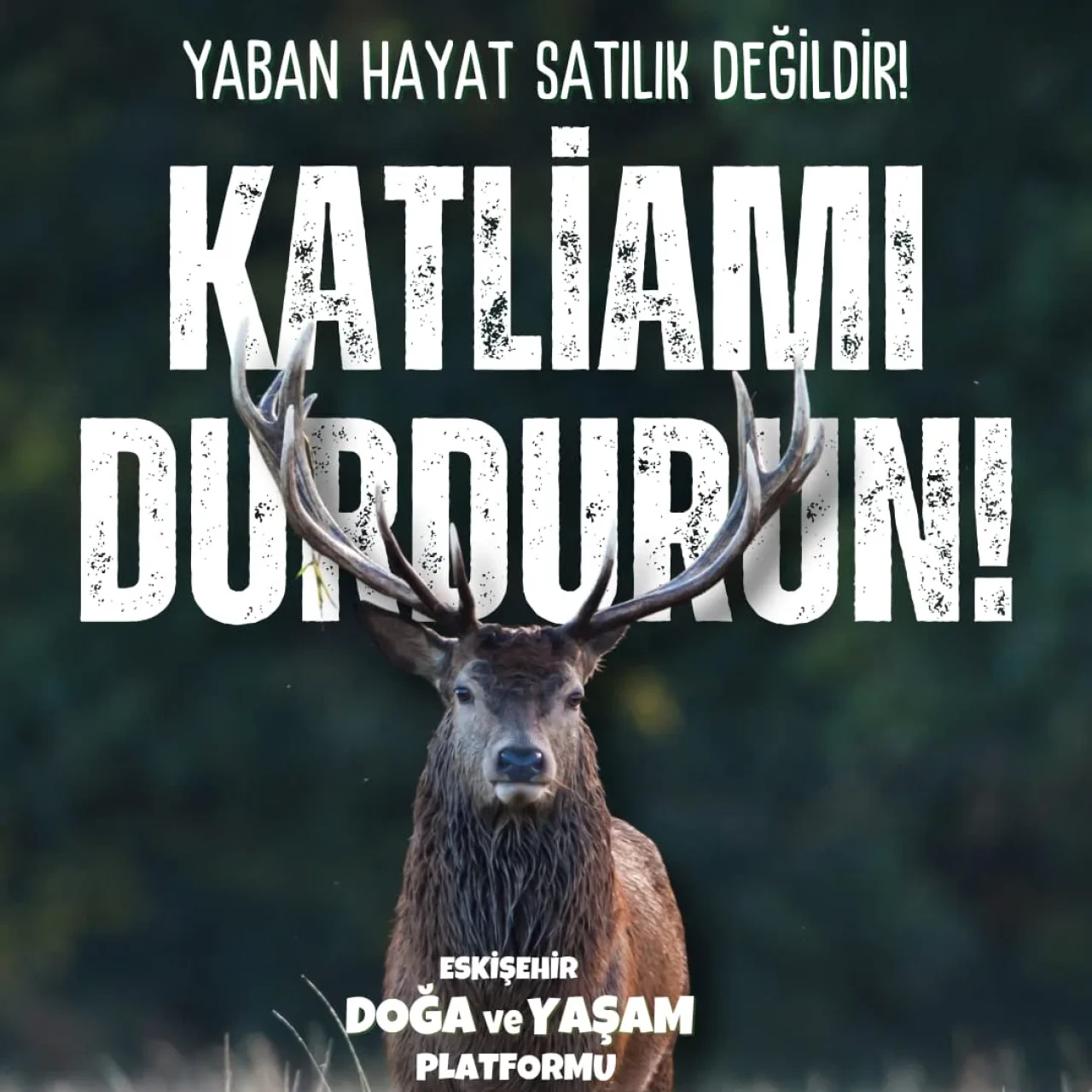 Eskişehir’de “Av İhalesi” Tepkisi: “Yaban Hayat Satılık Değildir”